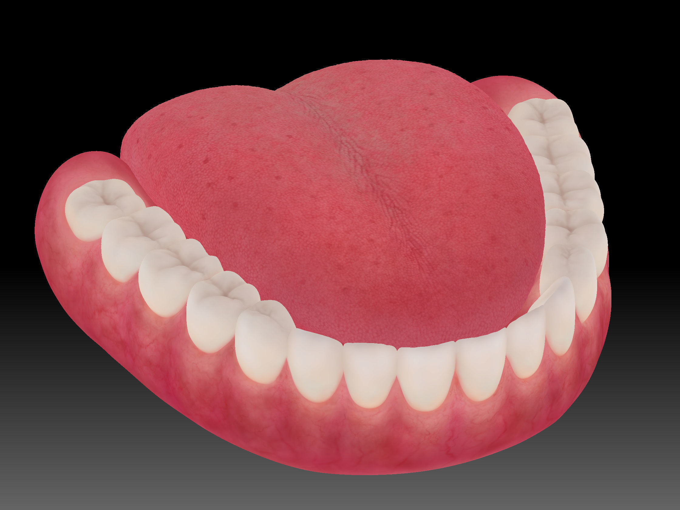 Teeth with gums and Tongue Low-poly 3D model_11