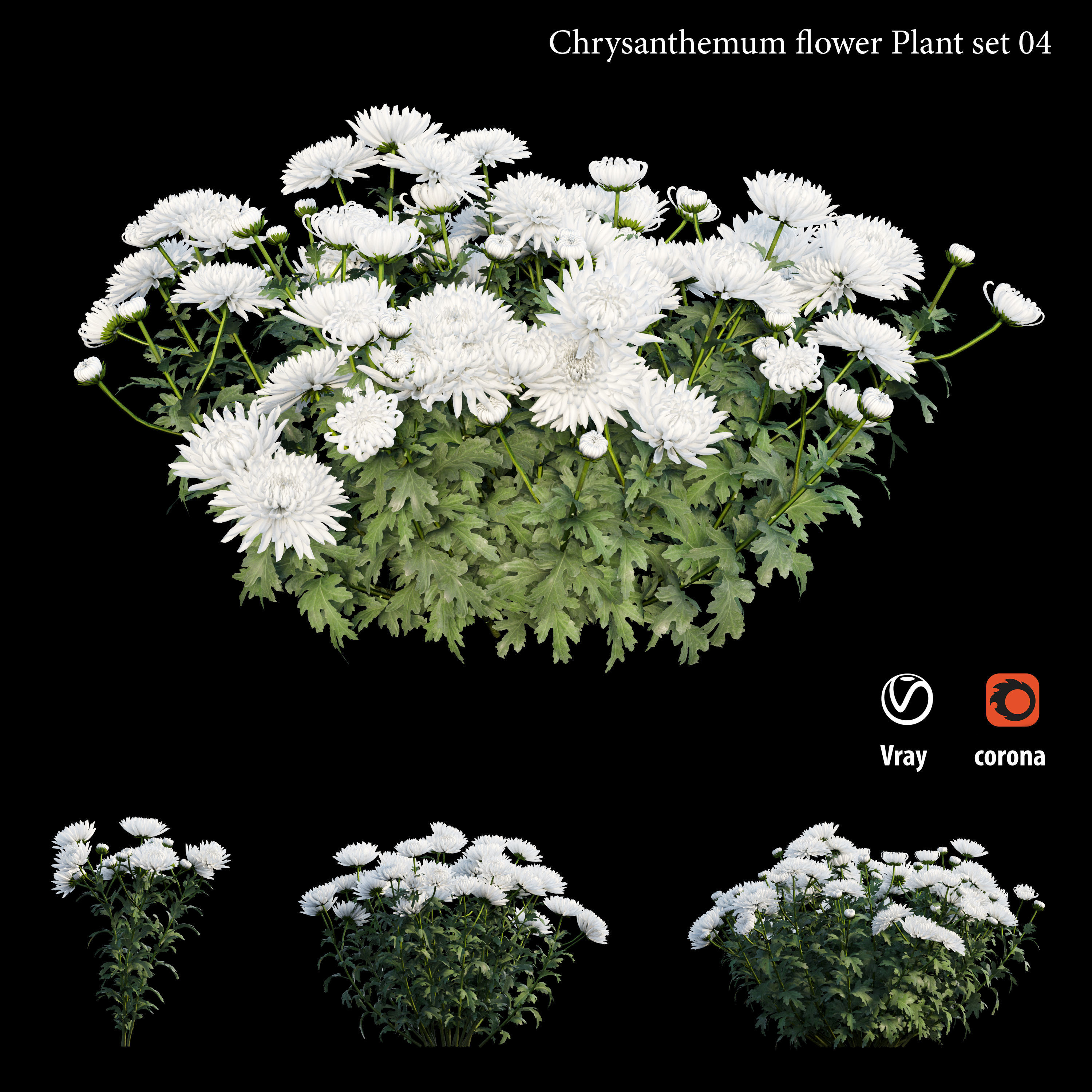 Chrysanthemum flower Plant set 04 3D model_3