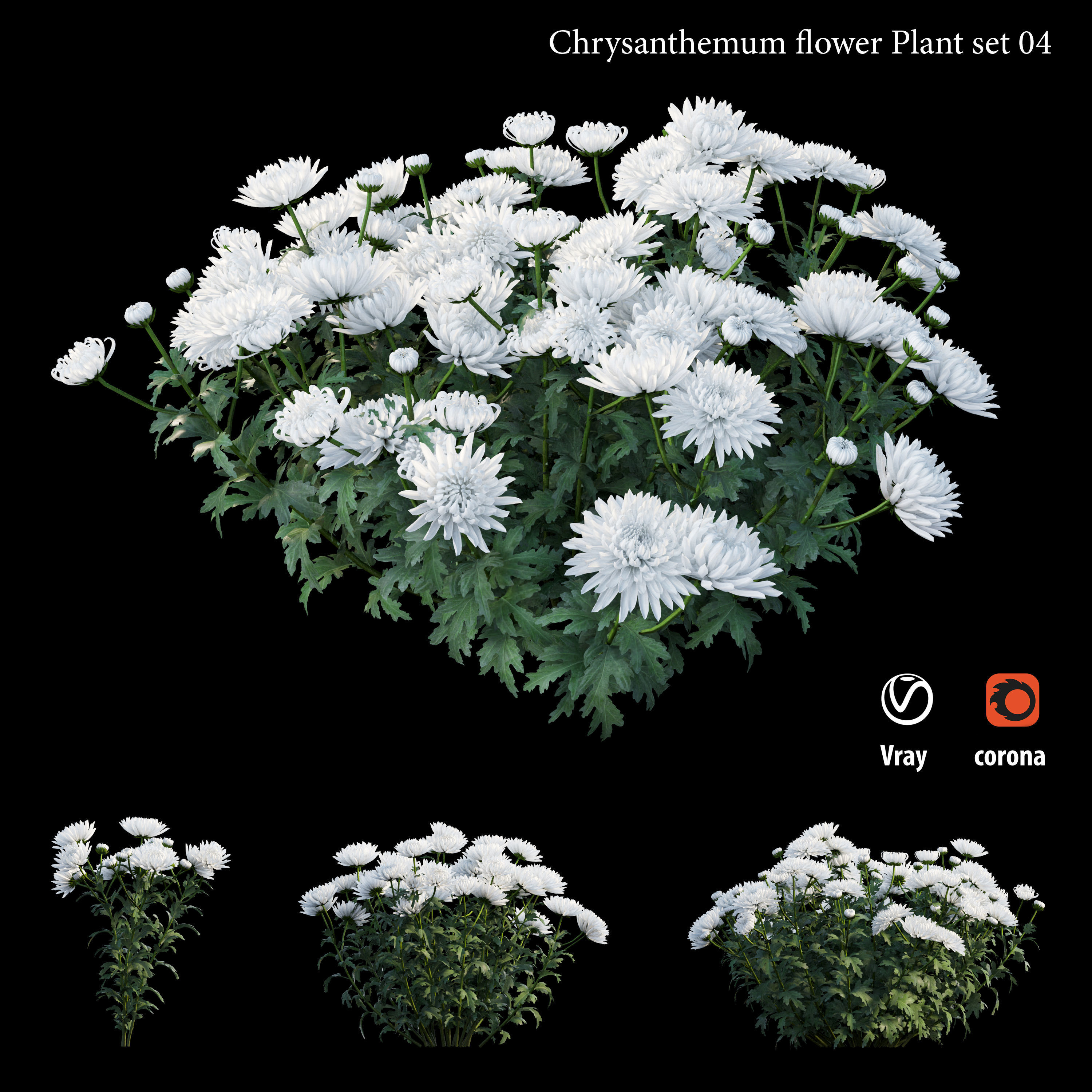 Chrysanthemum flower Plant set 04 3D model_1