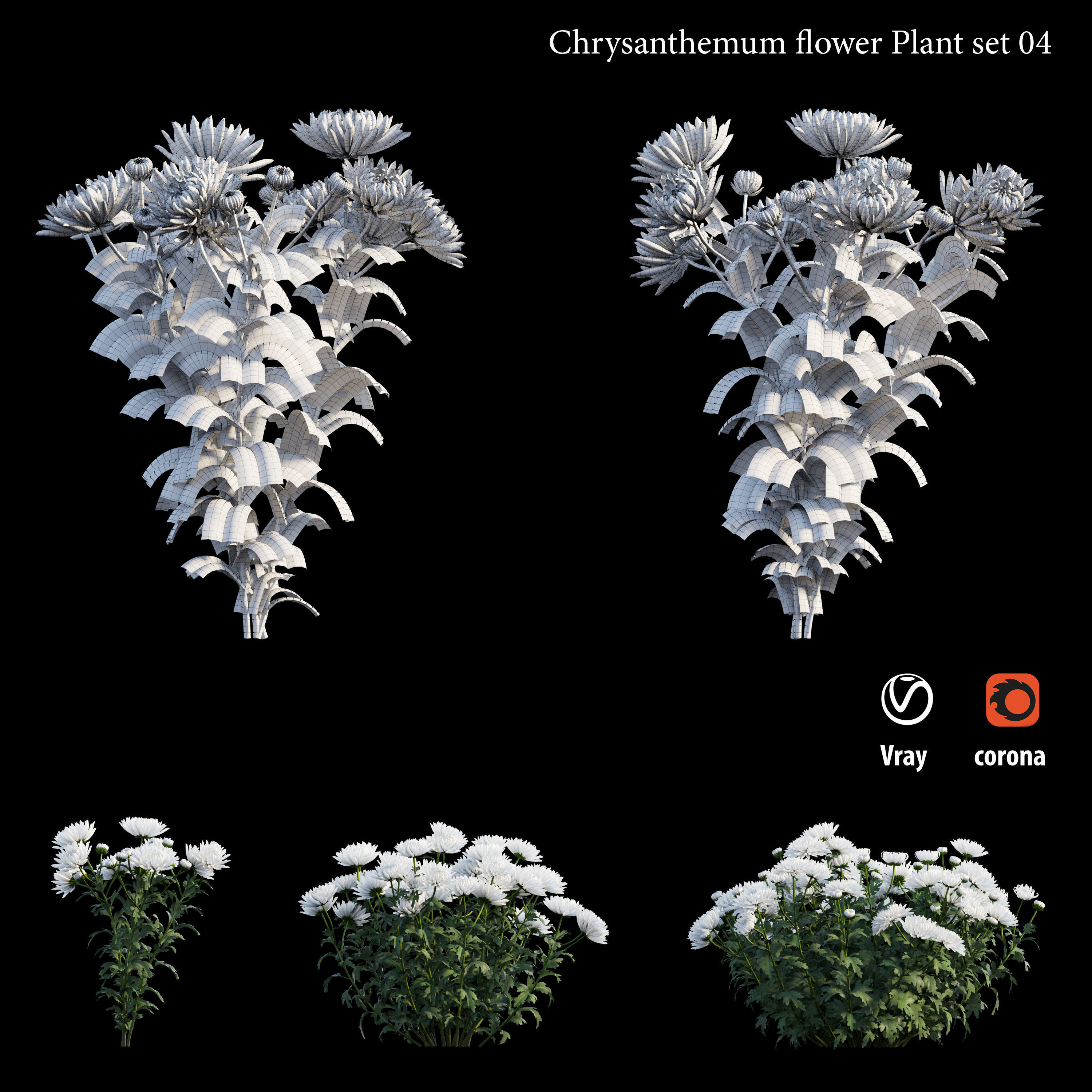 Chrysanthemum flower Plant set 04 3D model_4