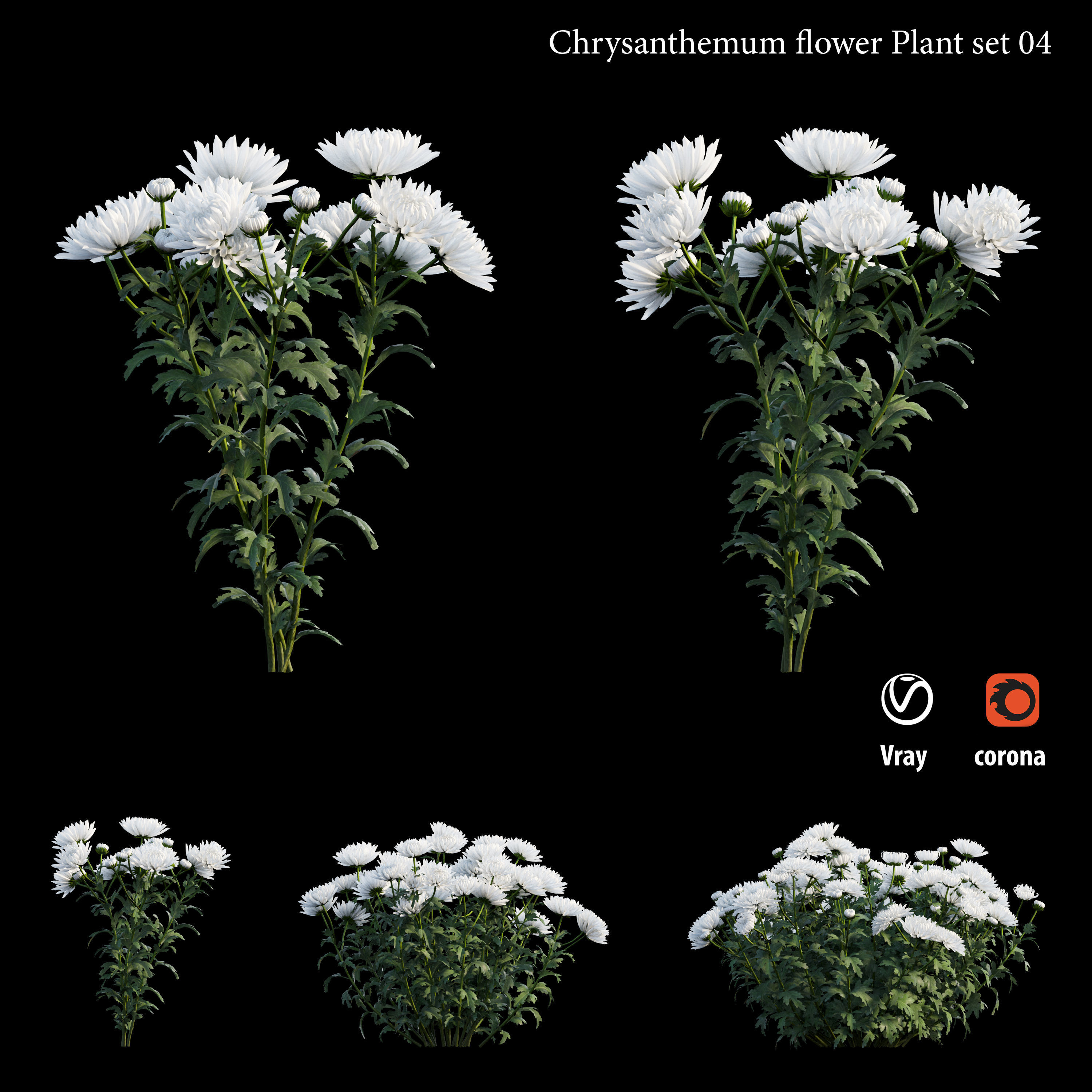 Chrysanthemum flower Plant set 04 3D model_2