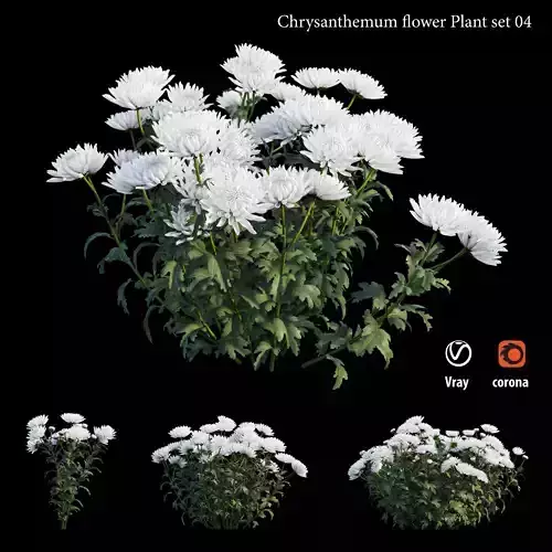 Chrysanthemum flower Plant set 04 3D model