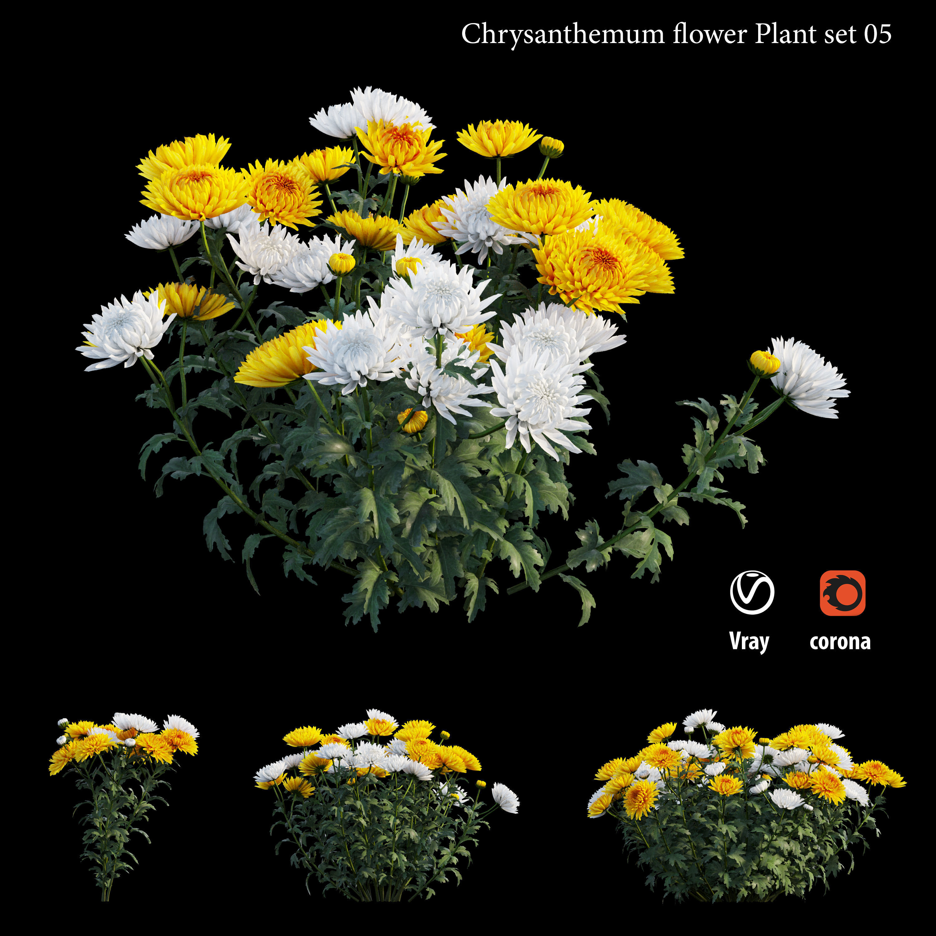Chrysanthemum flower Plant set 05 3D model_1
