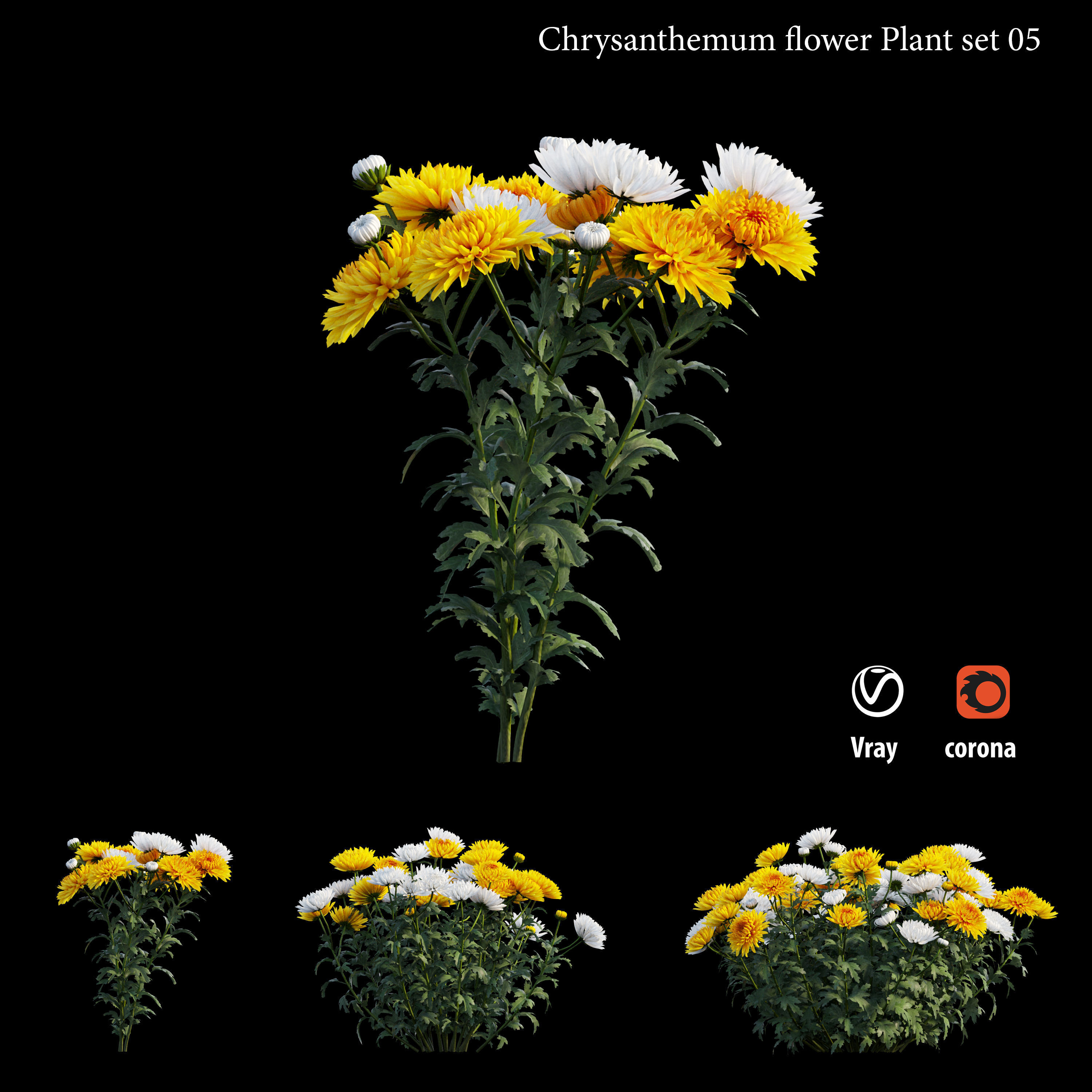 Chrysanthemum flower Plant set 05 3D model_2