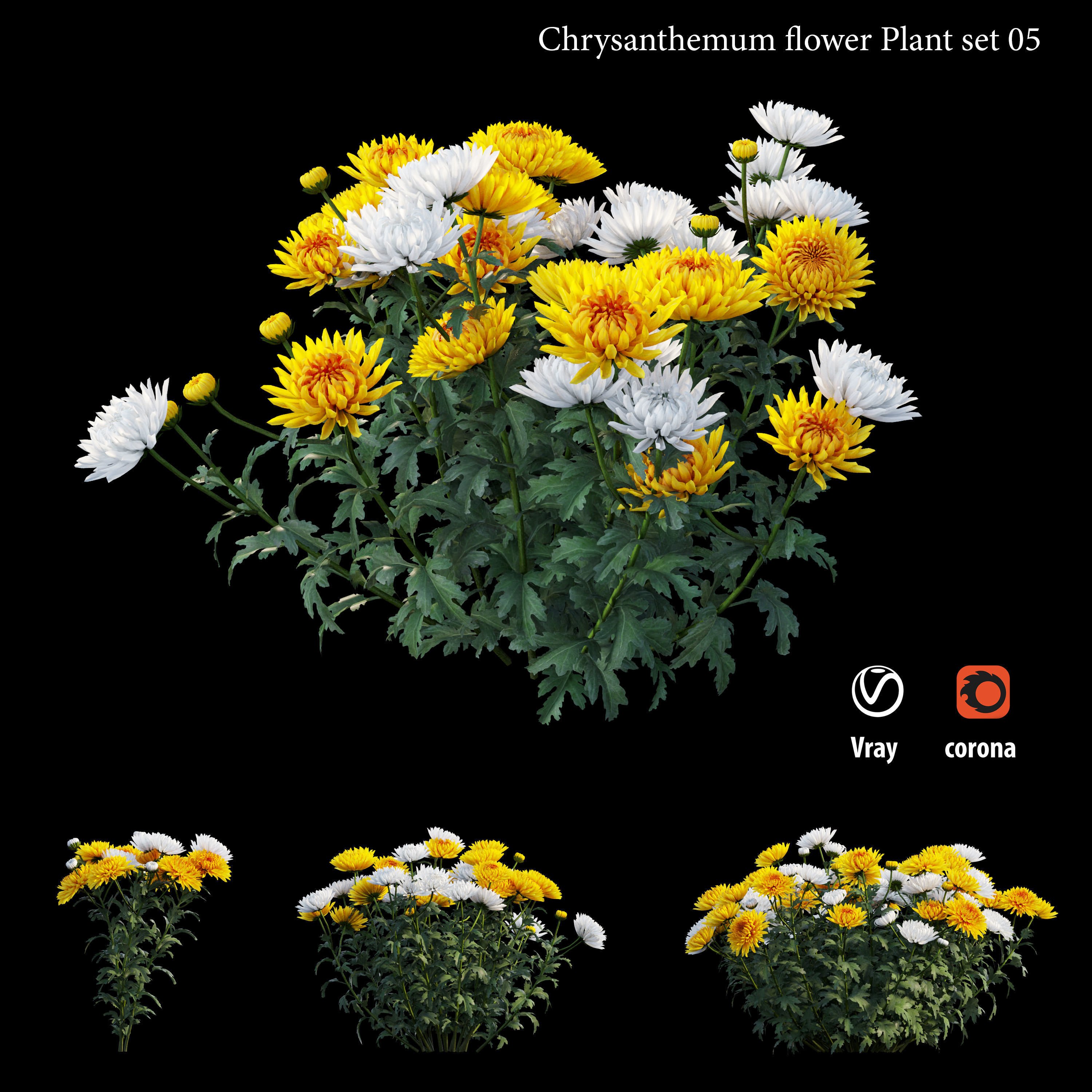 Chrysanthemum flower Plant set 05 3D model_3