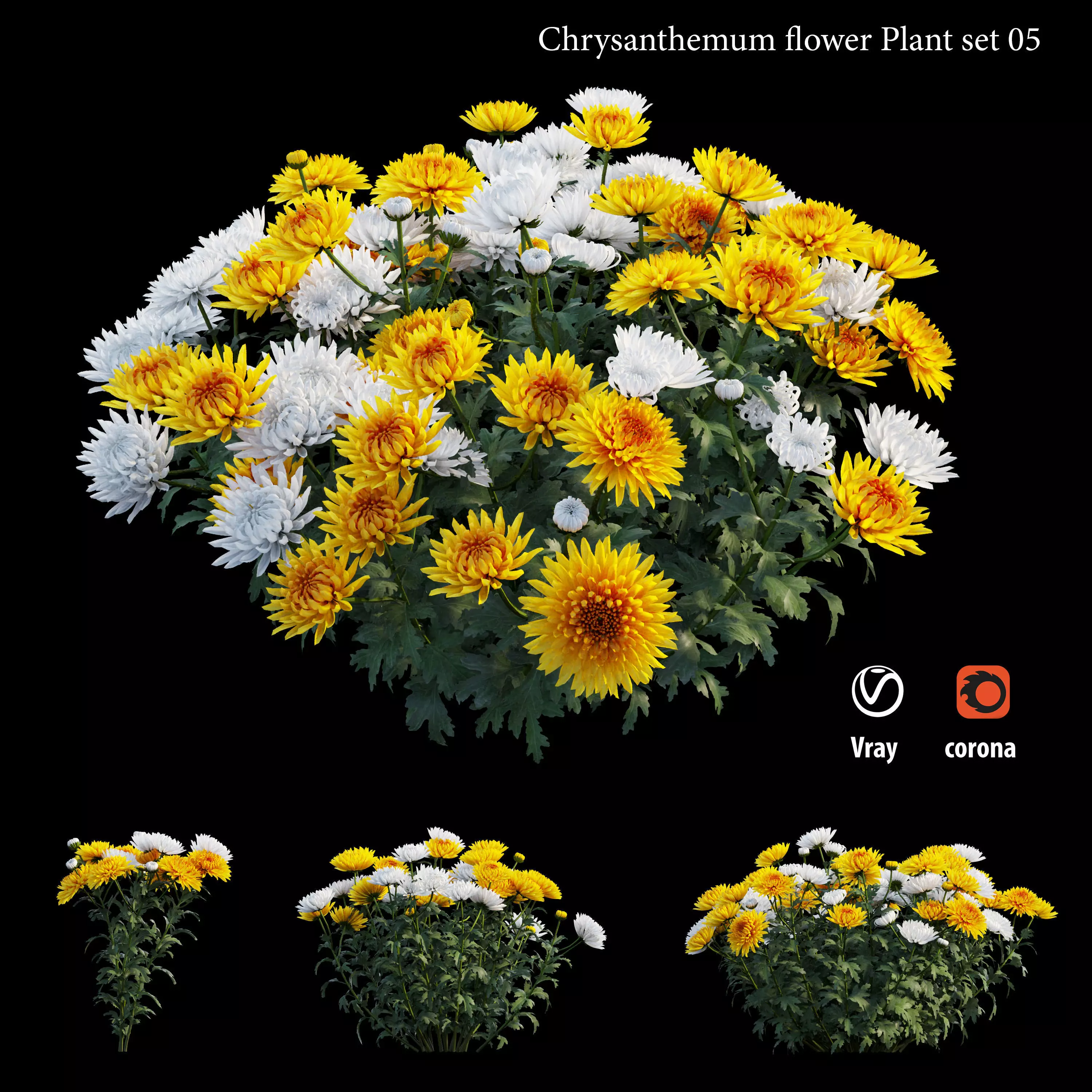 Chrysanthemum flower Plant set 05 3D model_0