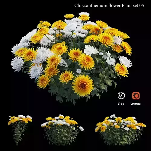 Chrysanthemum flower Plant set 05 3D model