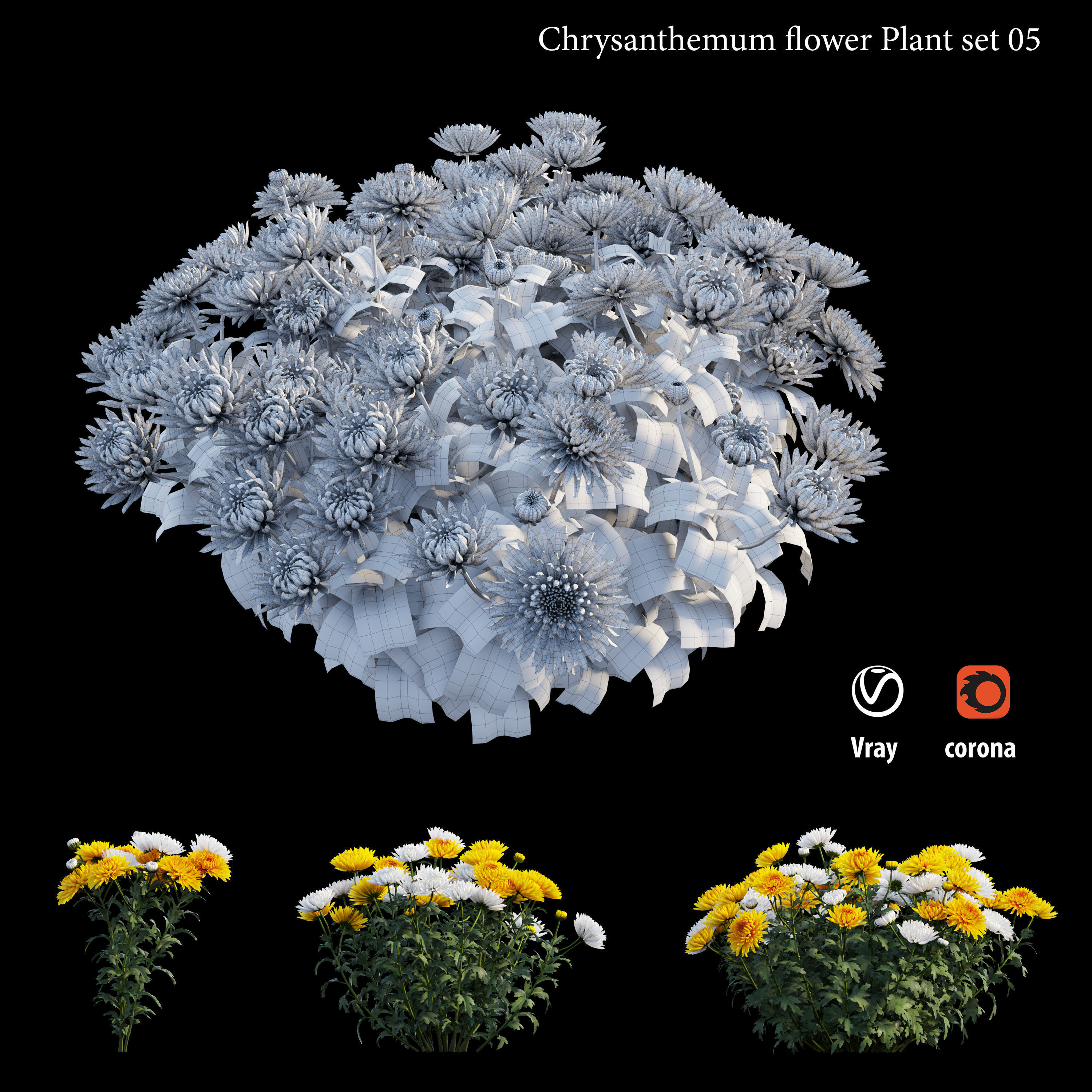 Chrysanthemum flower Plant set 05 3D model_4