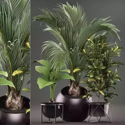 Decorative plants in flower pots for the interior 468A 3D model
