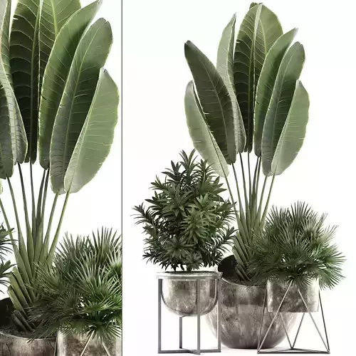 Decorative plants in flower pots for the interior 469A