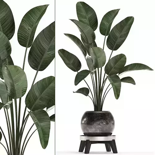 Decorative plants in flower pots for the interior 471A