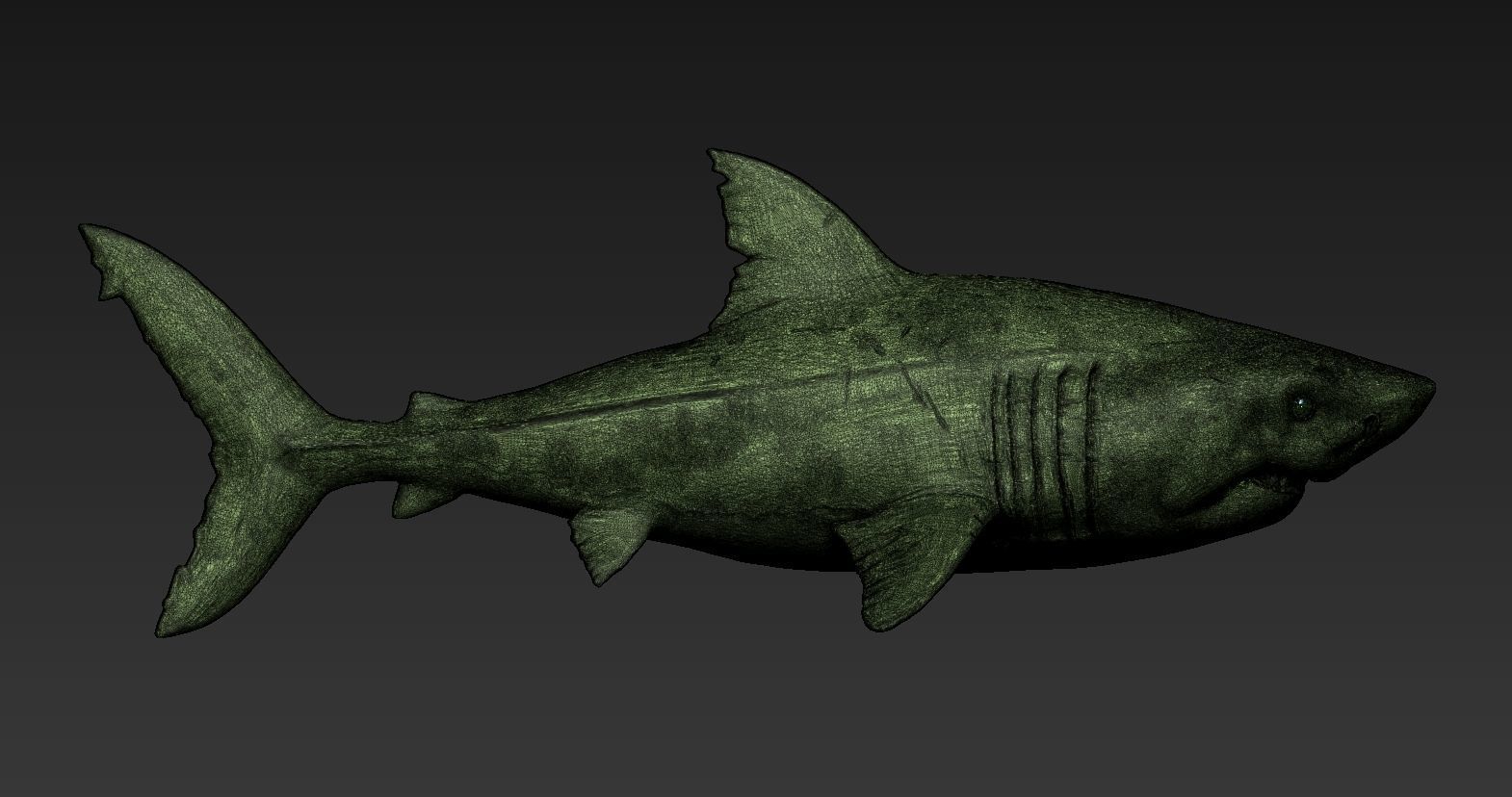 Great white shark 3D print model_8