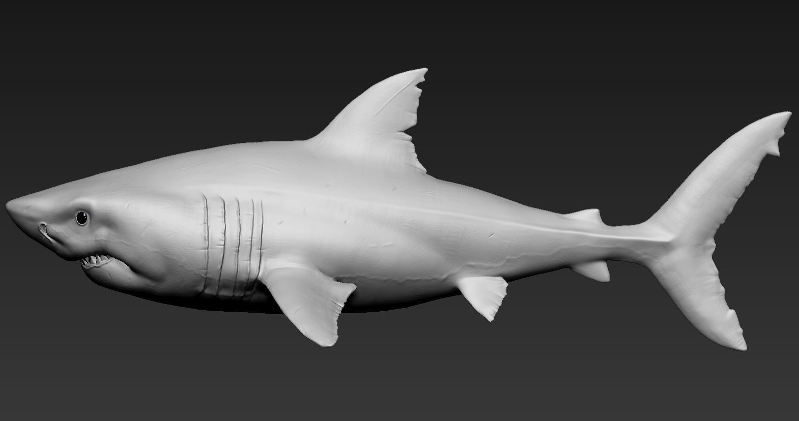 Great white shark 3D print model_1