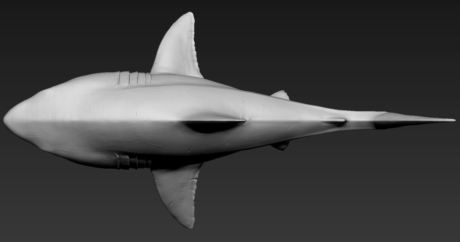 Great white shark 3D print model_2