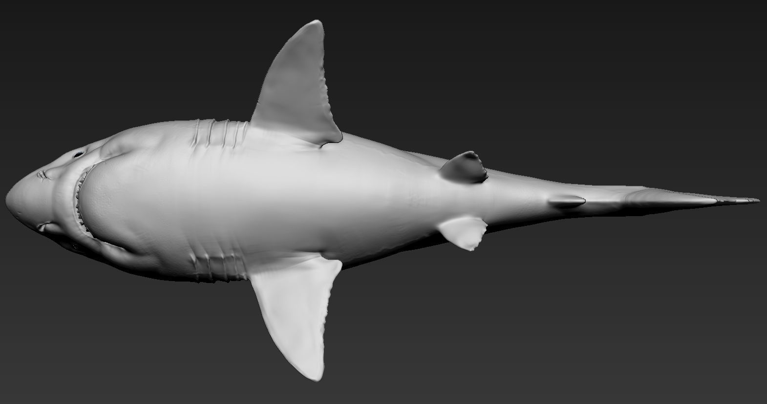Great white shark 3D print model_4
