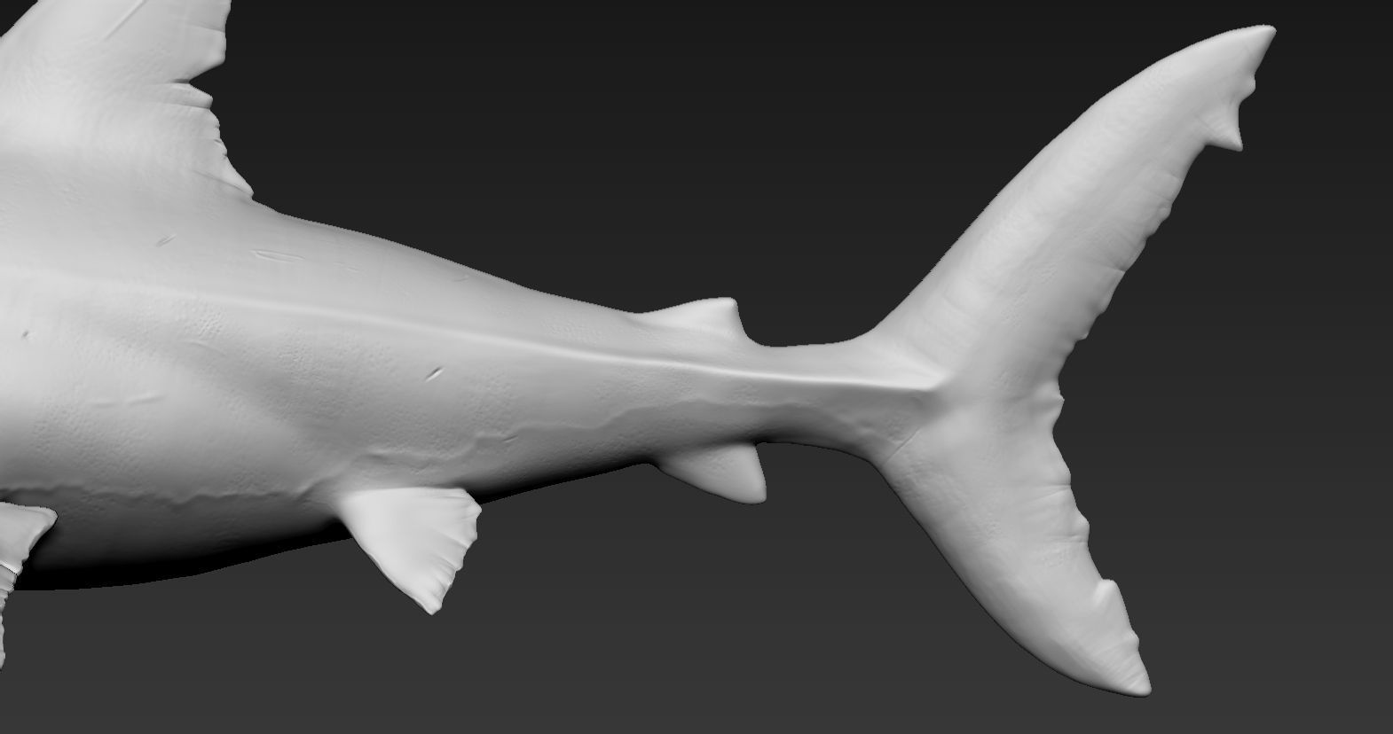 Great white shark 3D print model_11
