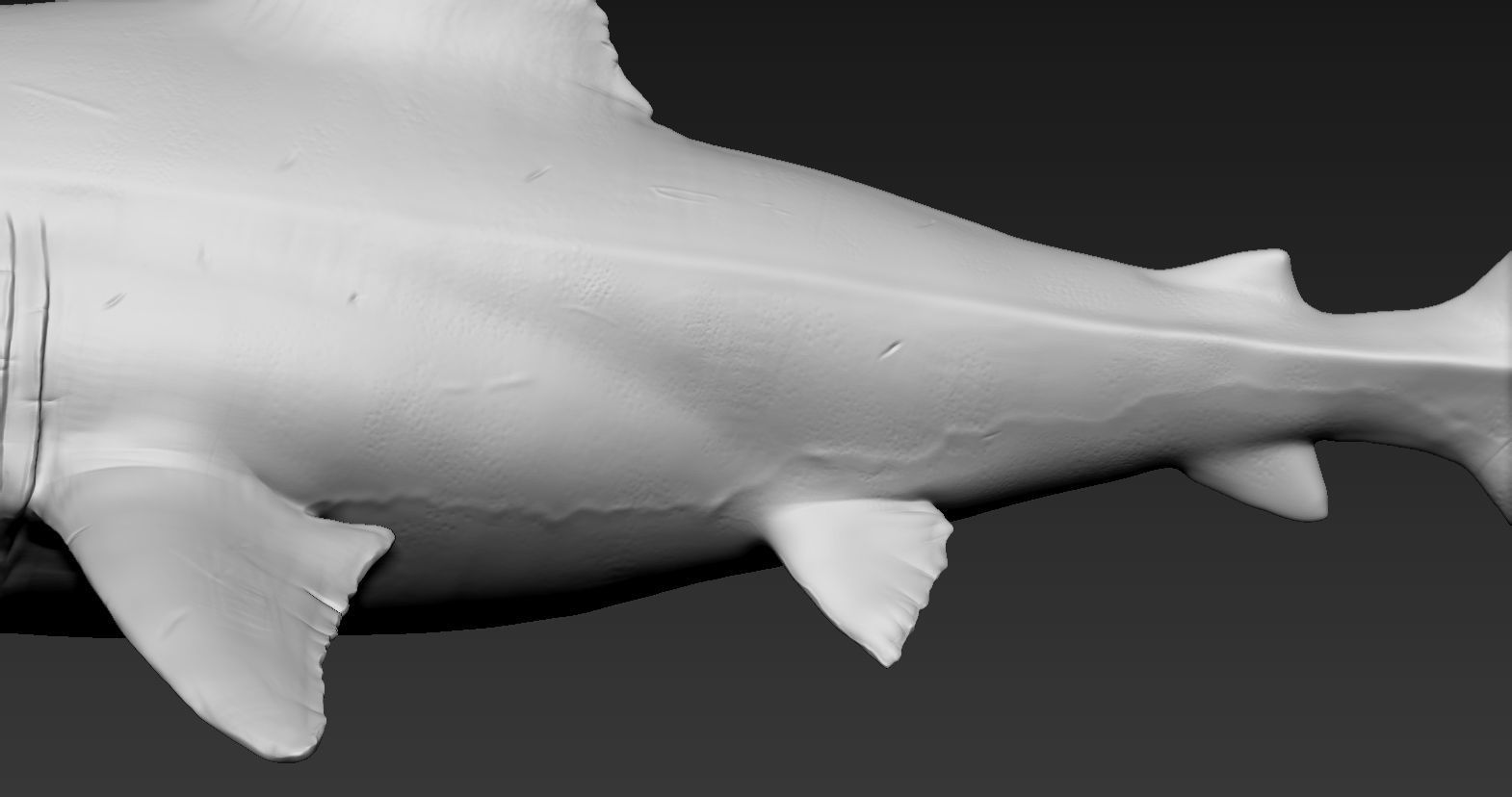 Great white shark 3D print model_10