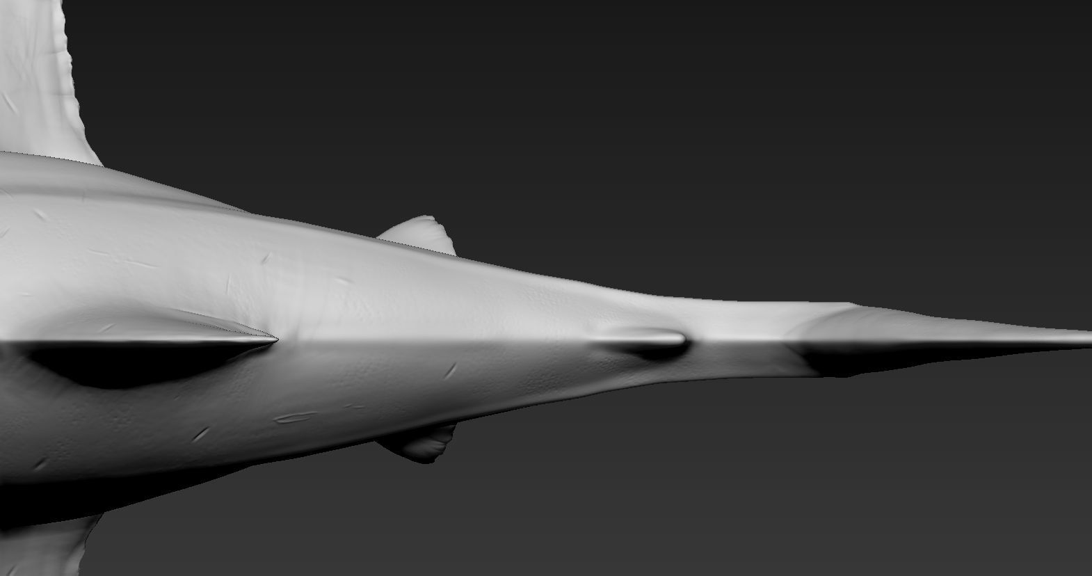 Great white shark 3D print model_13