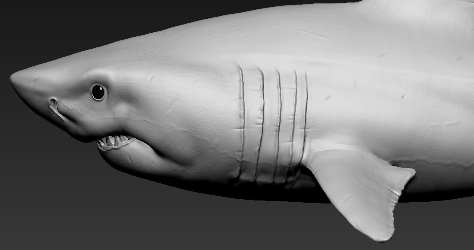 Great white shark 3D print model_9