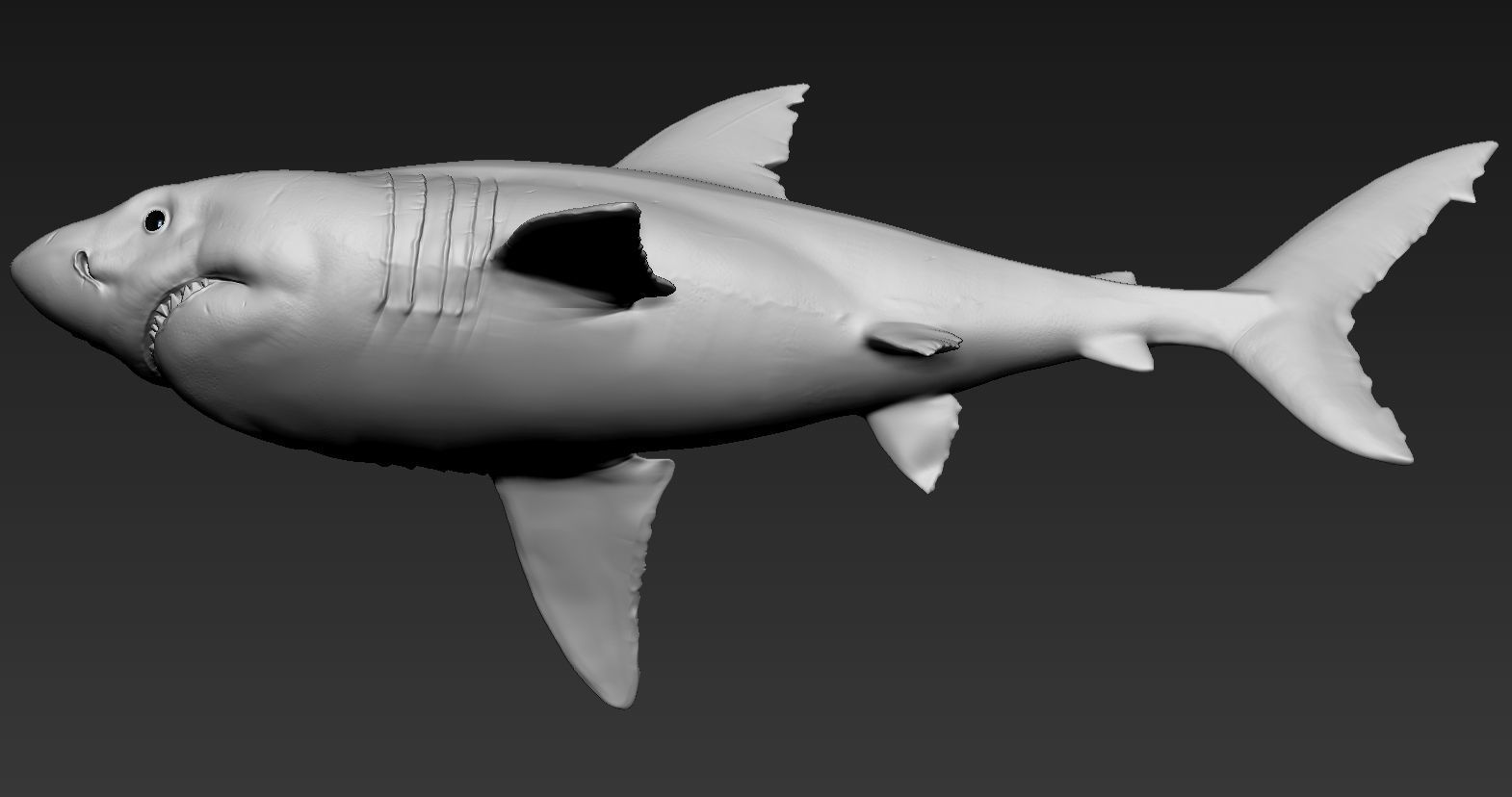 Great white shark 3D print model_6