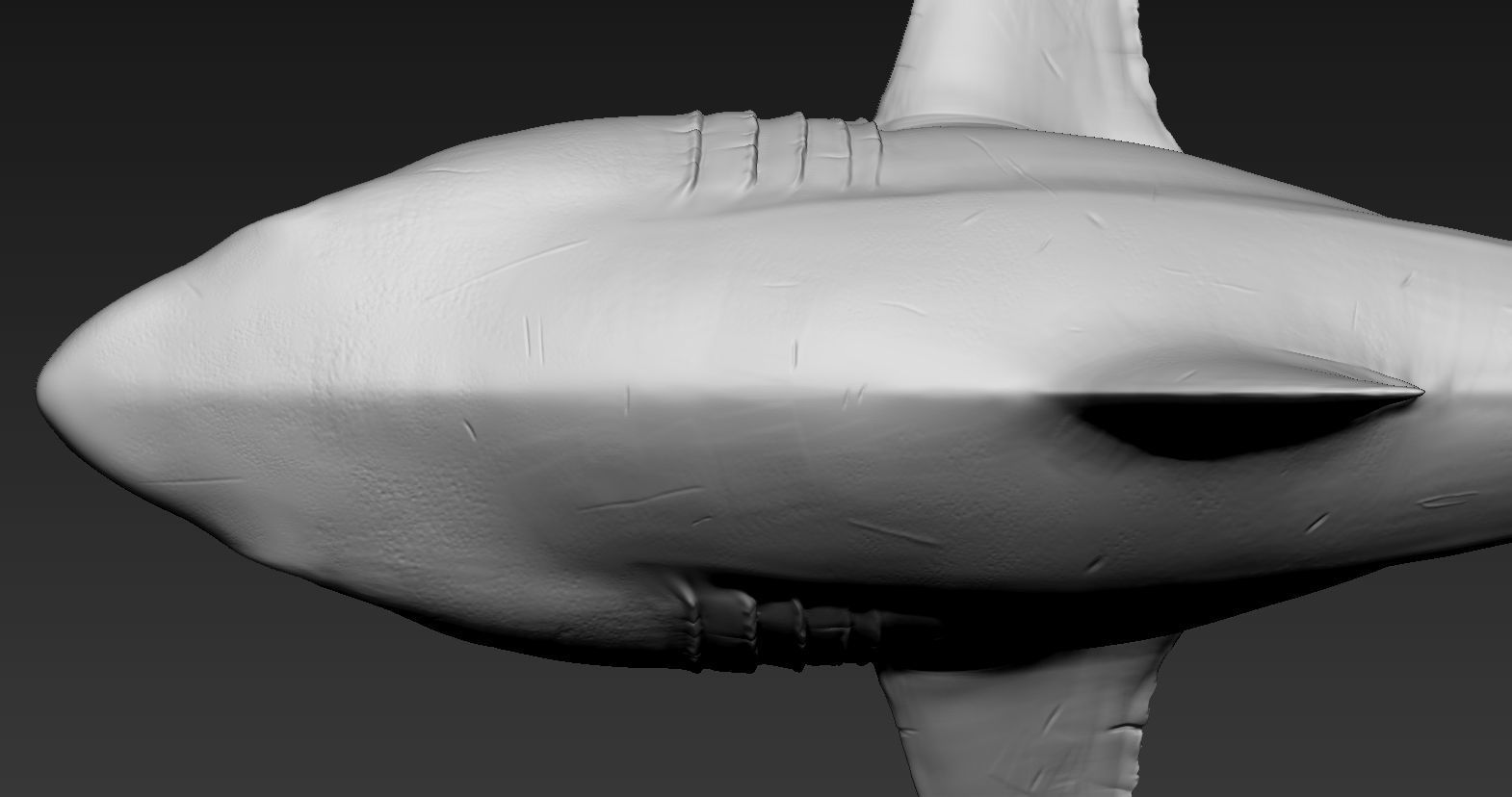 Great white shark 3D print model_12