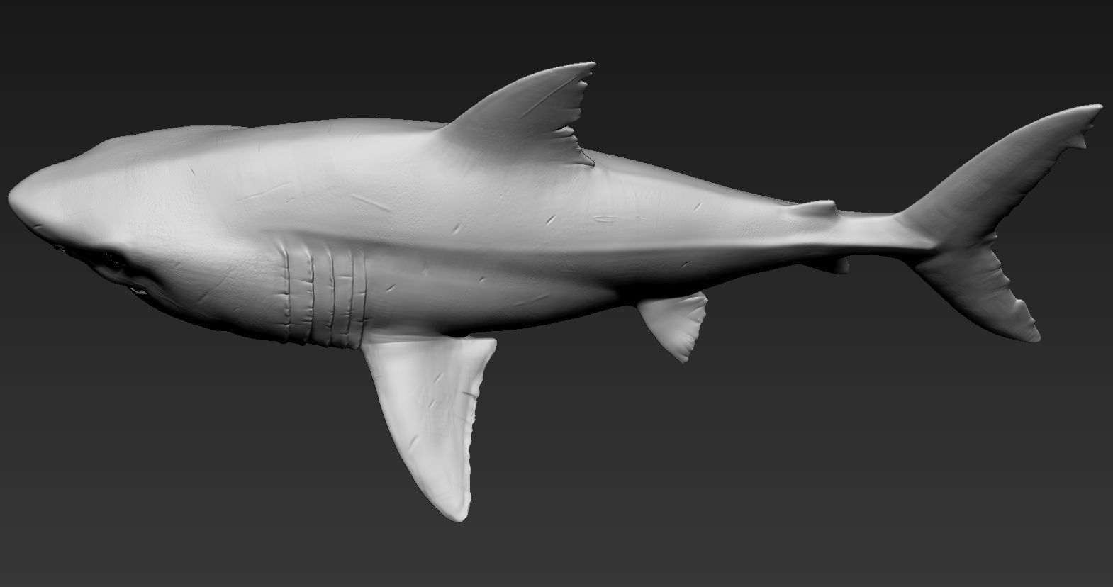 Great white shark 3D print model_5