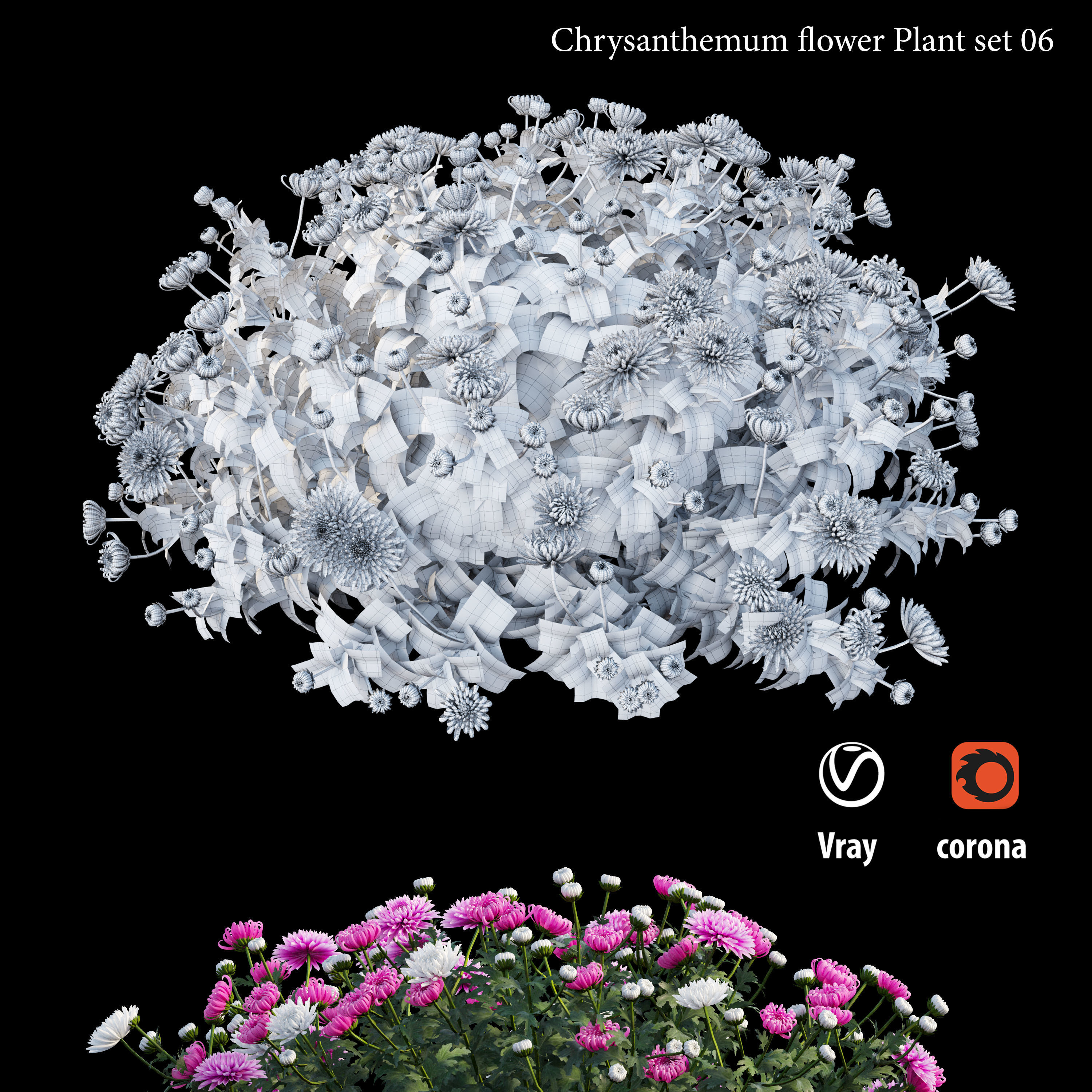 Chrysanthemum flower plant set 06 3D model_4