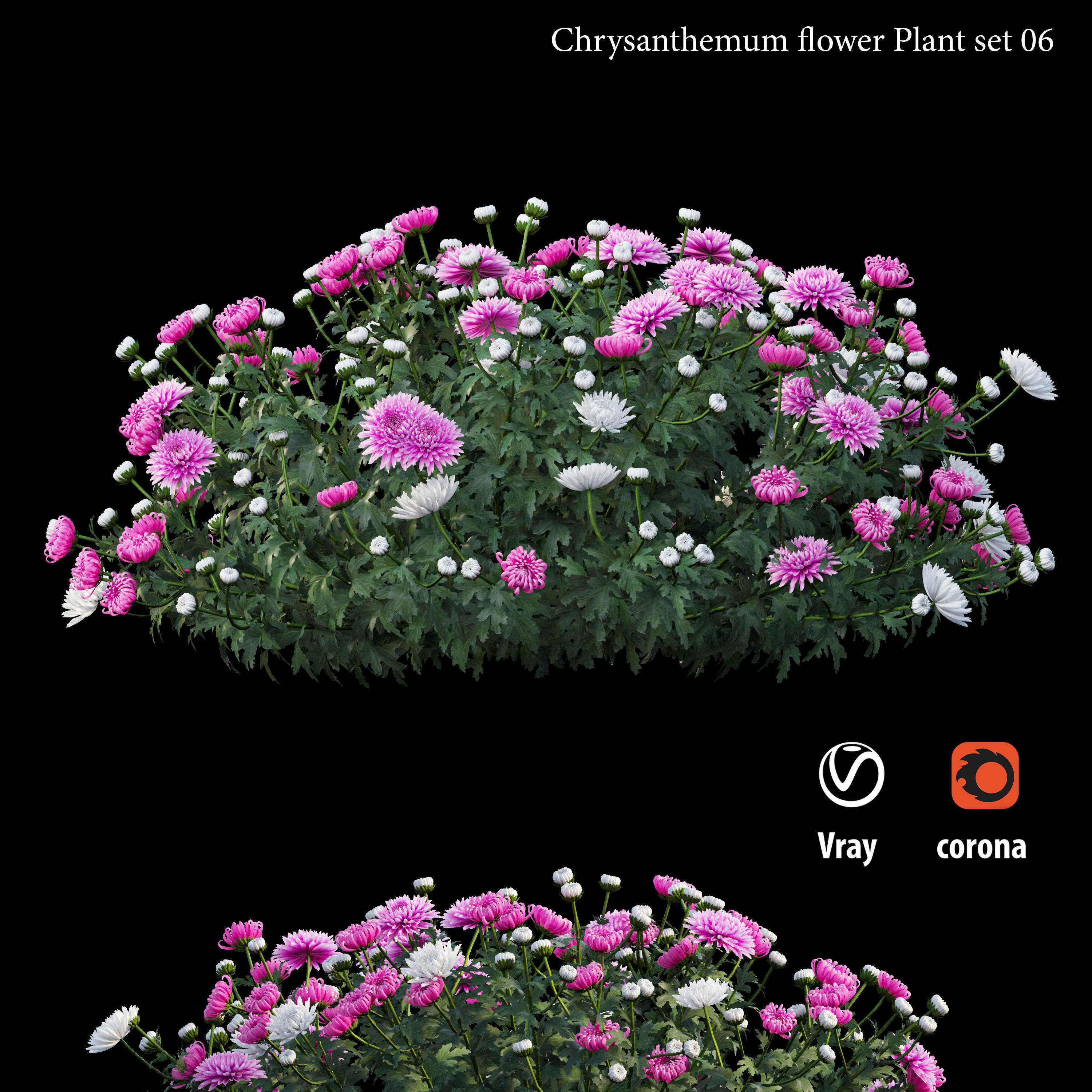Chrysanthemum flower plant set 06 3D model_2