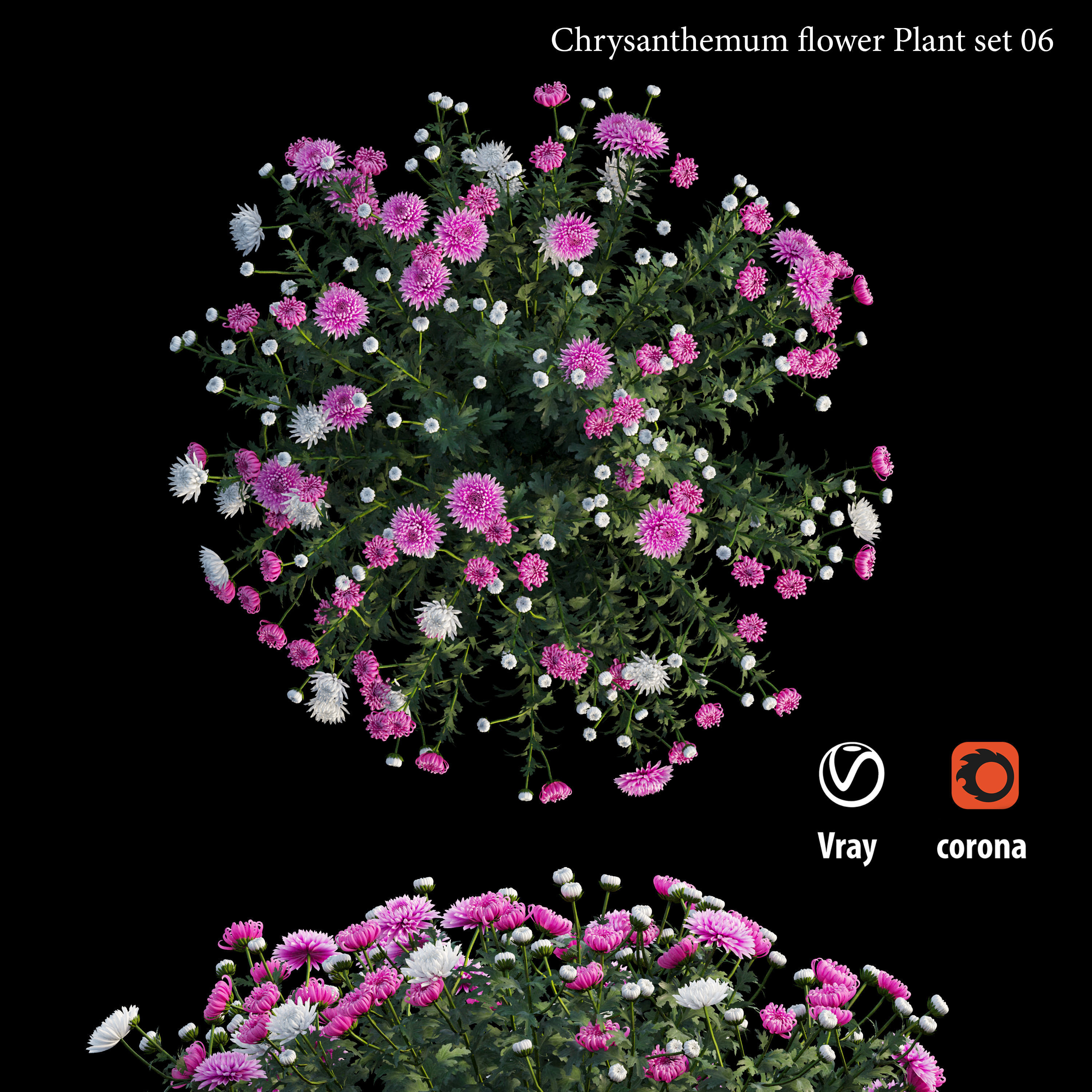 Chrysanthemum flower plant set 06 3D model_3