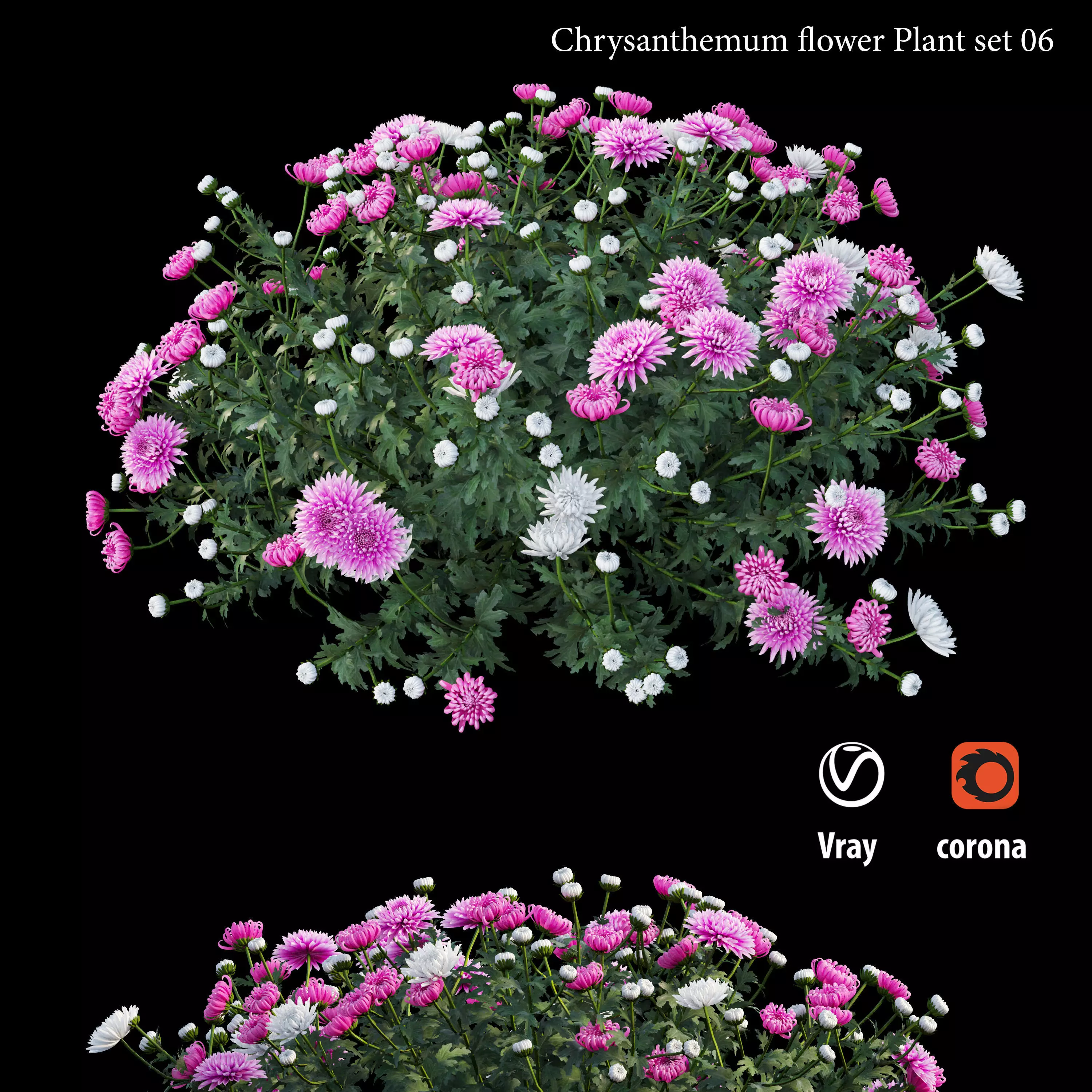 Chrysanthemum flower plant set 06 3D model_0