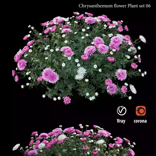Chrysanthemum flower plant set 06 3D model