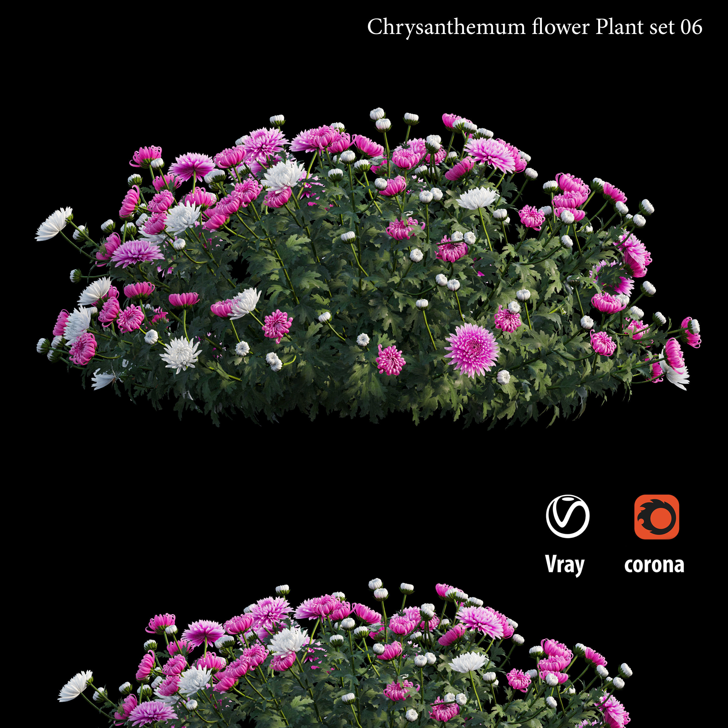 Chrysanthemum flower plant set 06 3D model_1