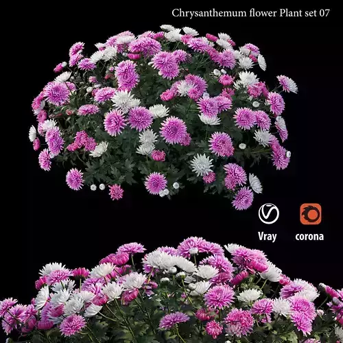 Chrysanthemum flower Plant set 07 3D model