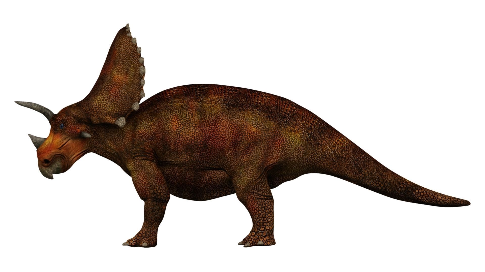 Triceratops dinosaur 3D model_12
