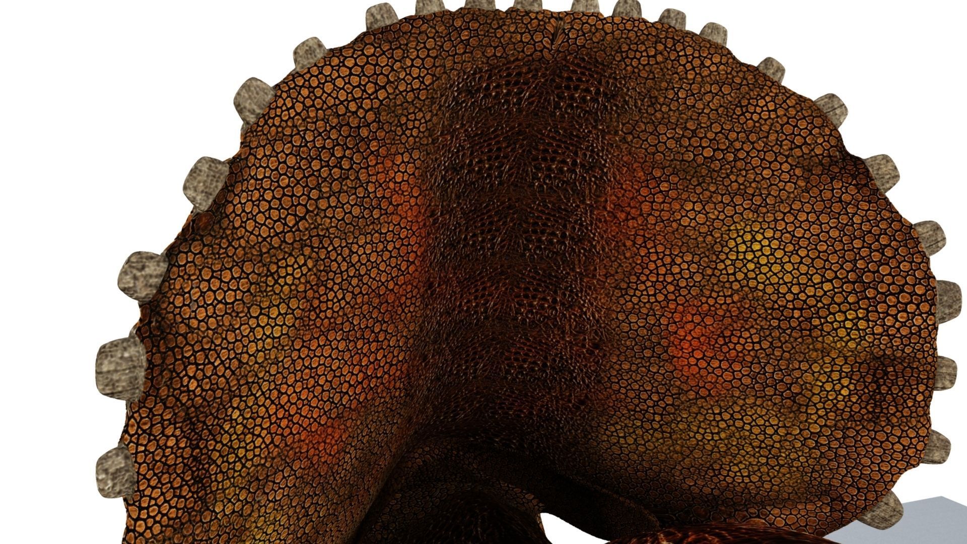 Triceratops dinosaur 3D model_19
