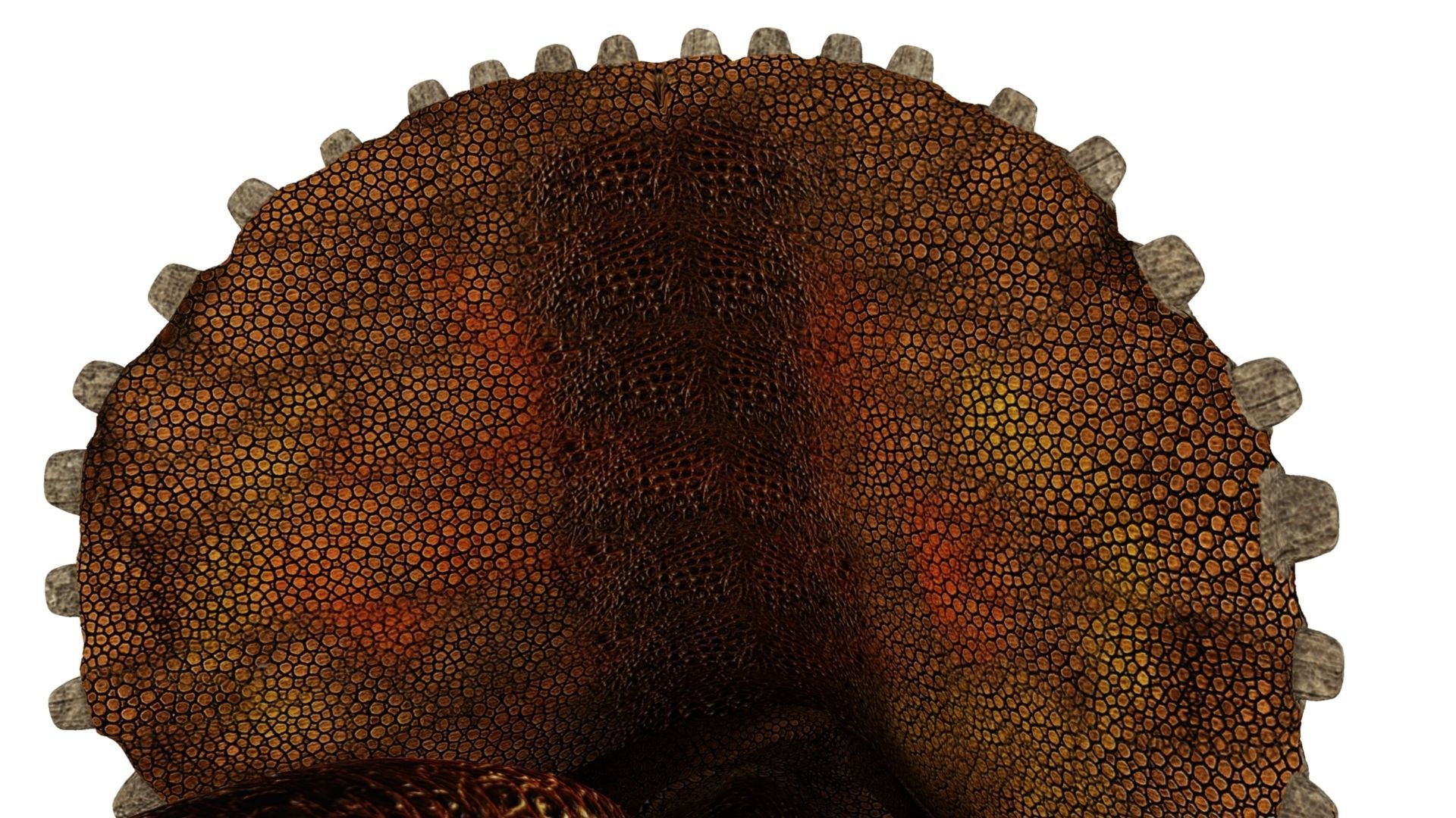 Triceratops dinosaur 3D model_17