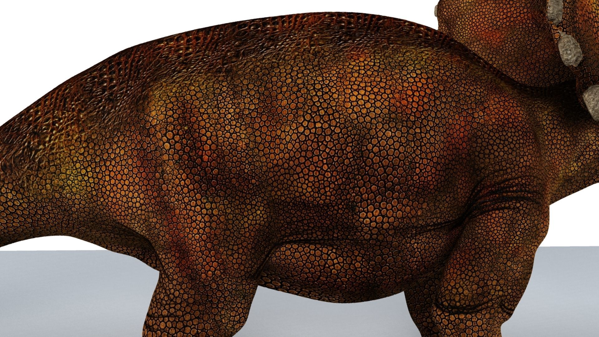 Triceratops dinosaur 3D model_10