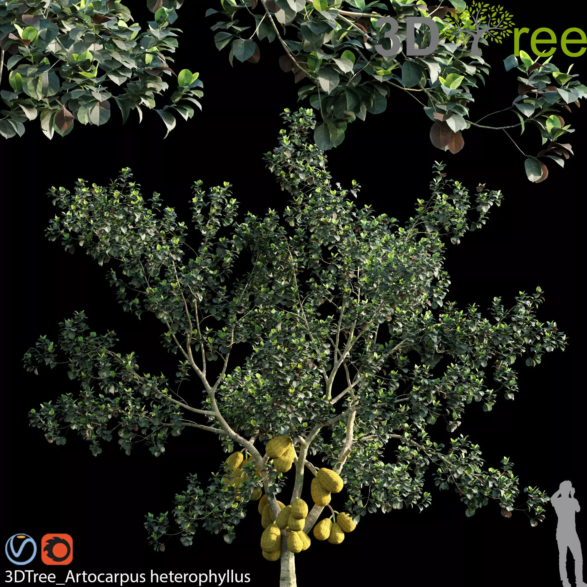 Artocarpus heterophyllus 02 3D model_0