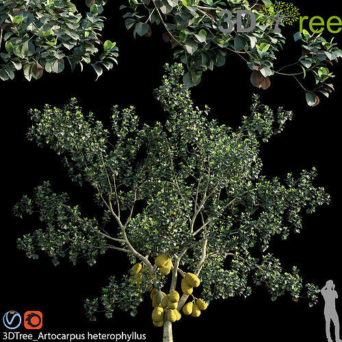 Artocarpus heterophyllus 02 3D model