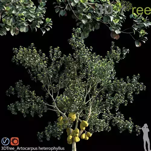 Artocarpus heterophyllus 02