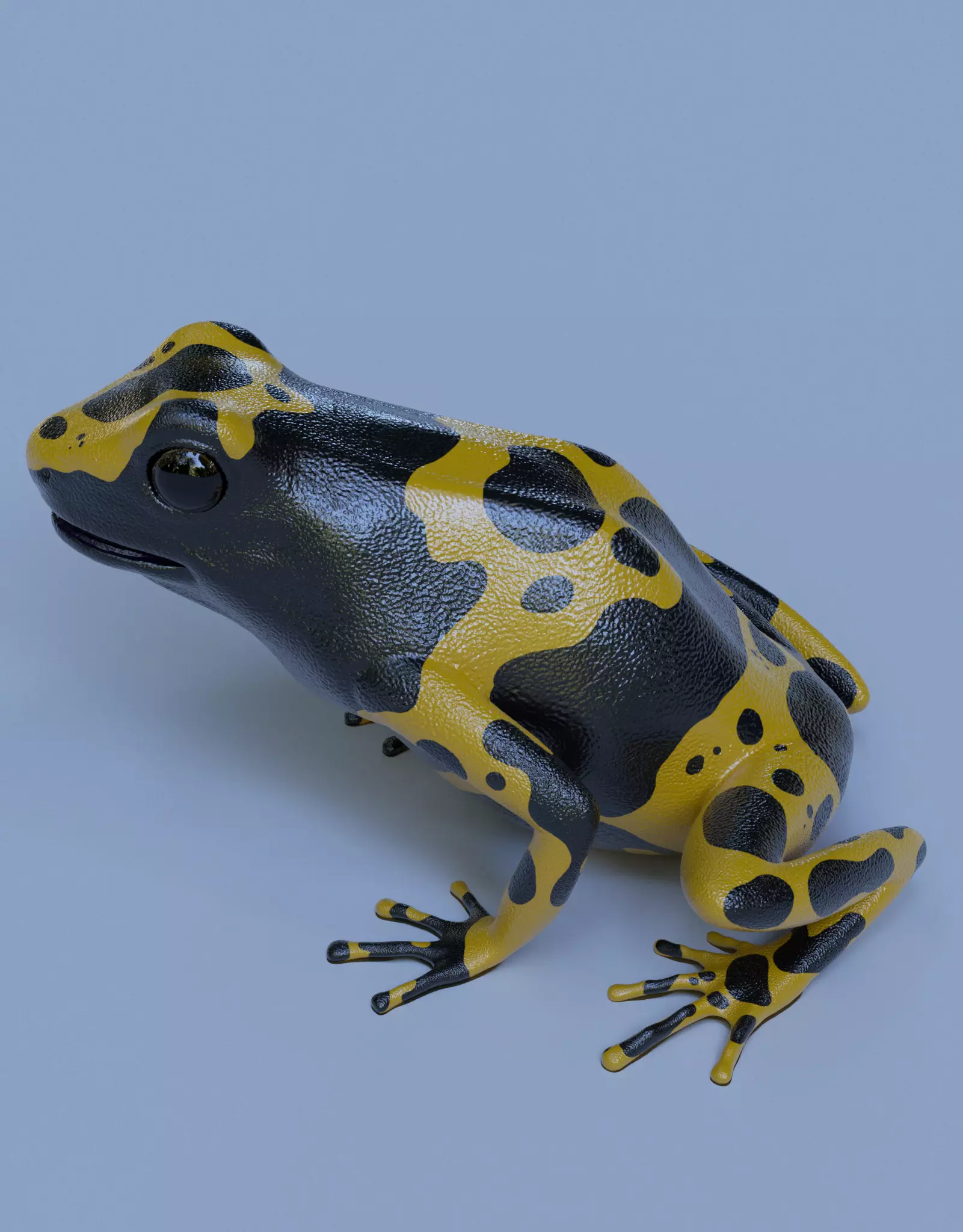 Yellow banded Bumblebee poison dart frog Dendrobates leucomelas 3D model_0