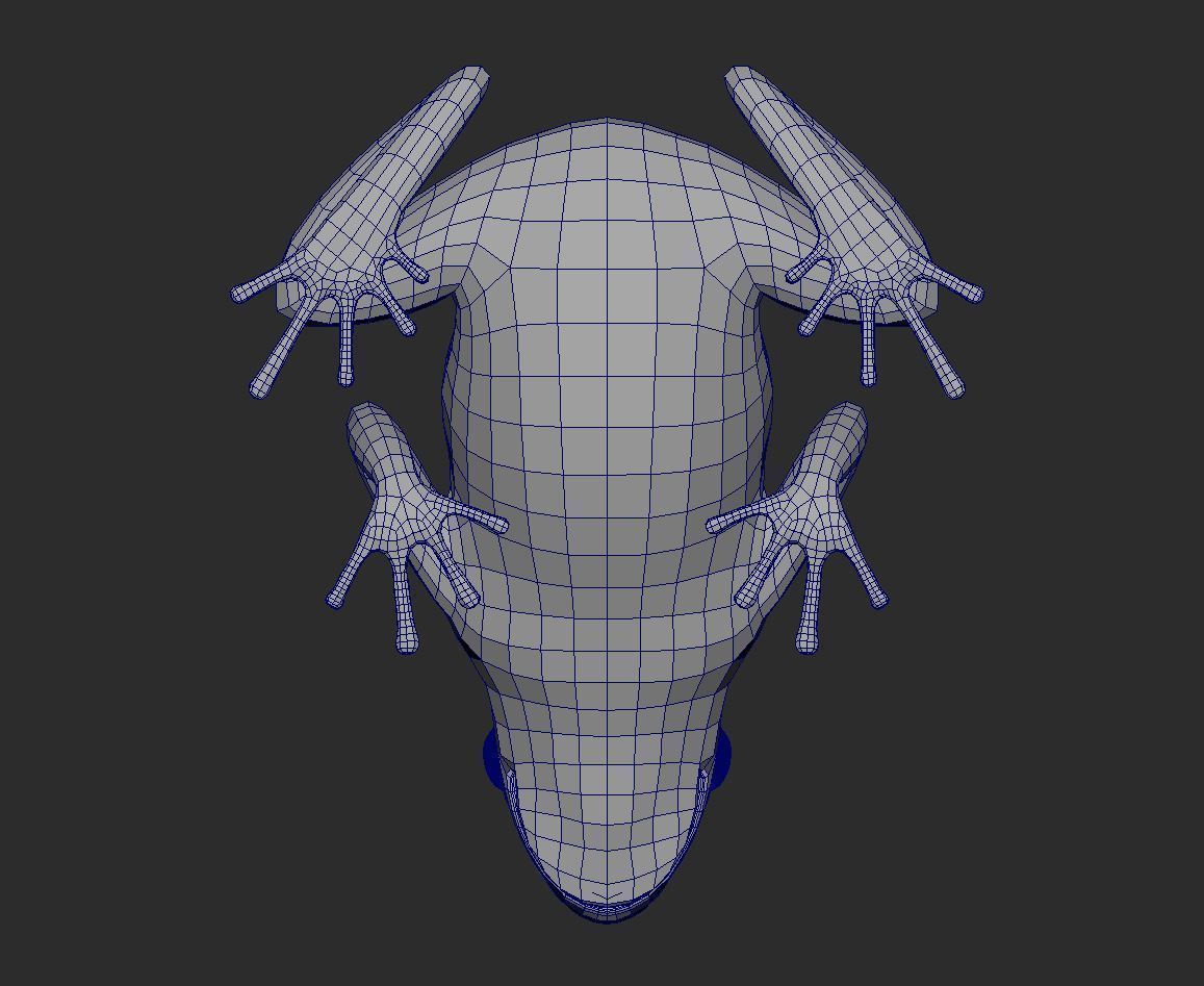 Yellow banded Bumblebee poison dart frog Dendrobates leucomelas 3D model_7