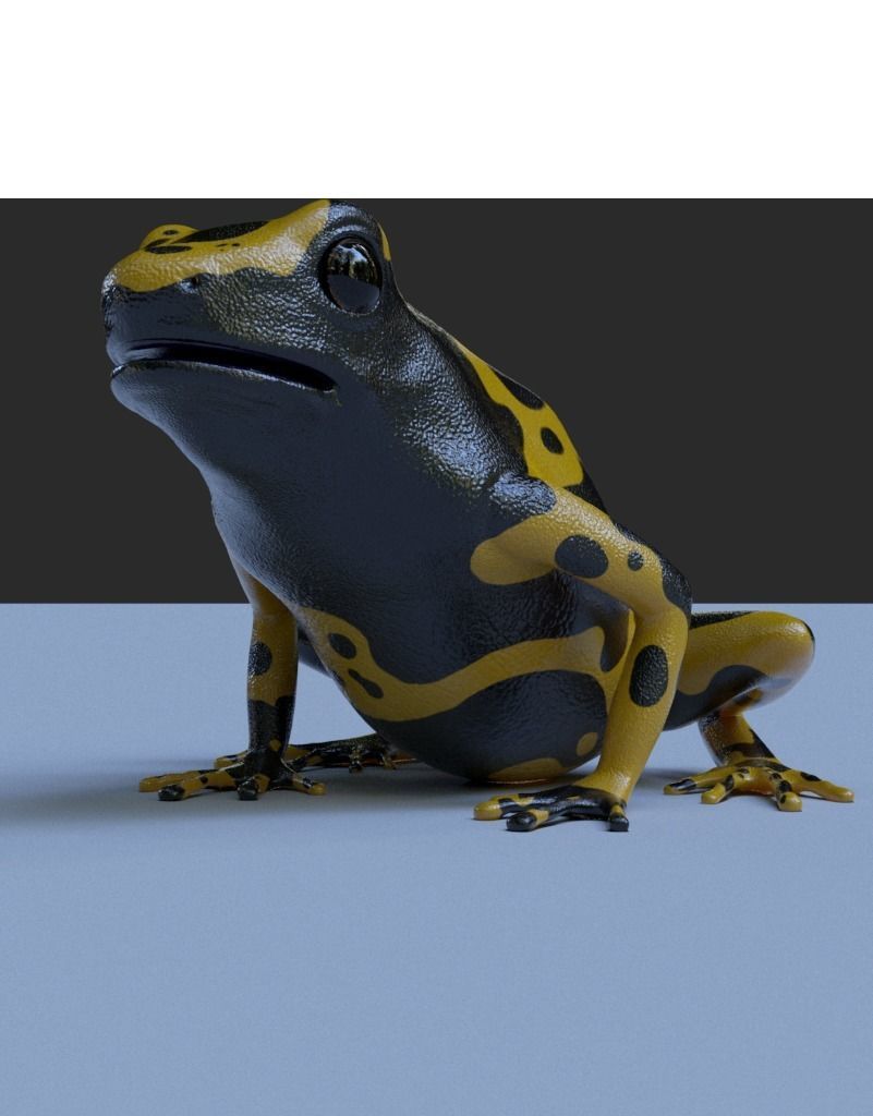 Yellow banded Bumblebee poison dart frog Dendrobates leucomelas 3D model_2