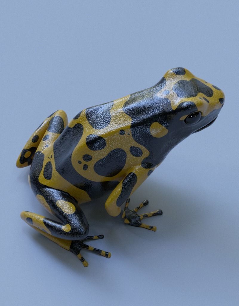 Yellow banded Bumblebee poison dart frog Dendrobates leucomelas 3D model_3