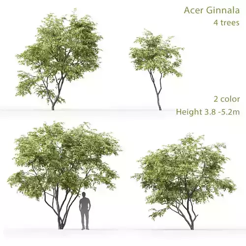 Acer Ginnala 1 3D model