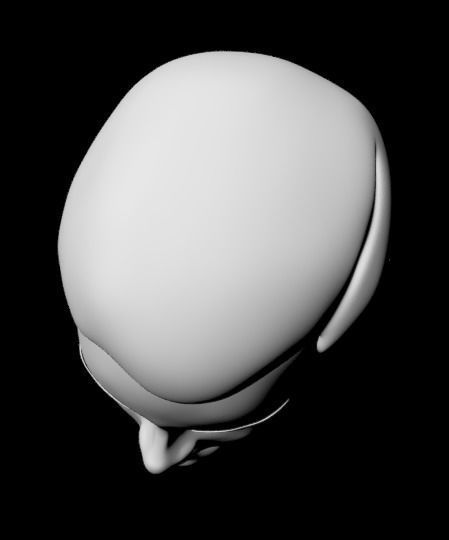 Teenage Head Low Poly Base Mesh Low-poly 3D model_7