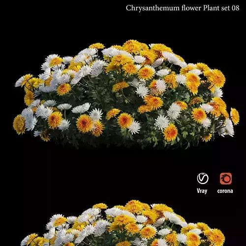 Chrysanthemum flower Plant set 08 3D model