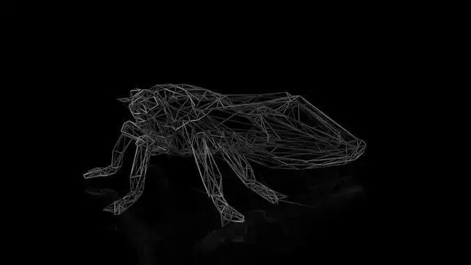 Cicada Wireframe Low-poly 3D model