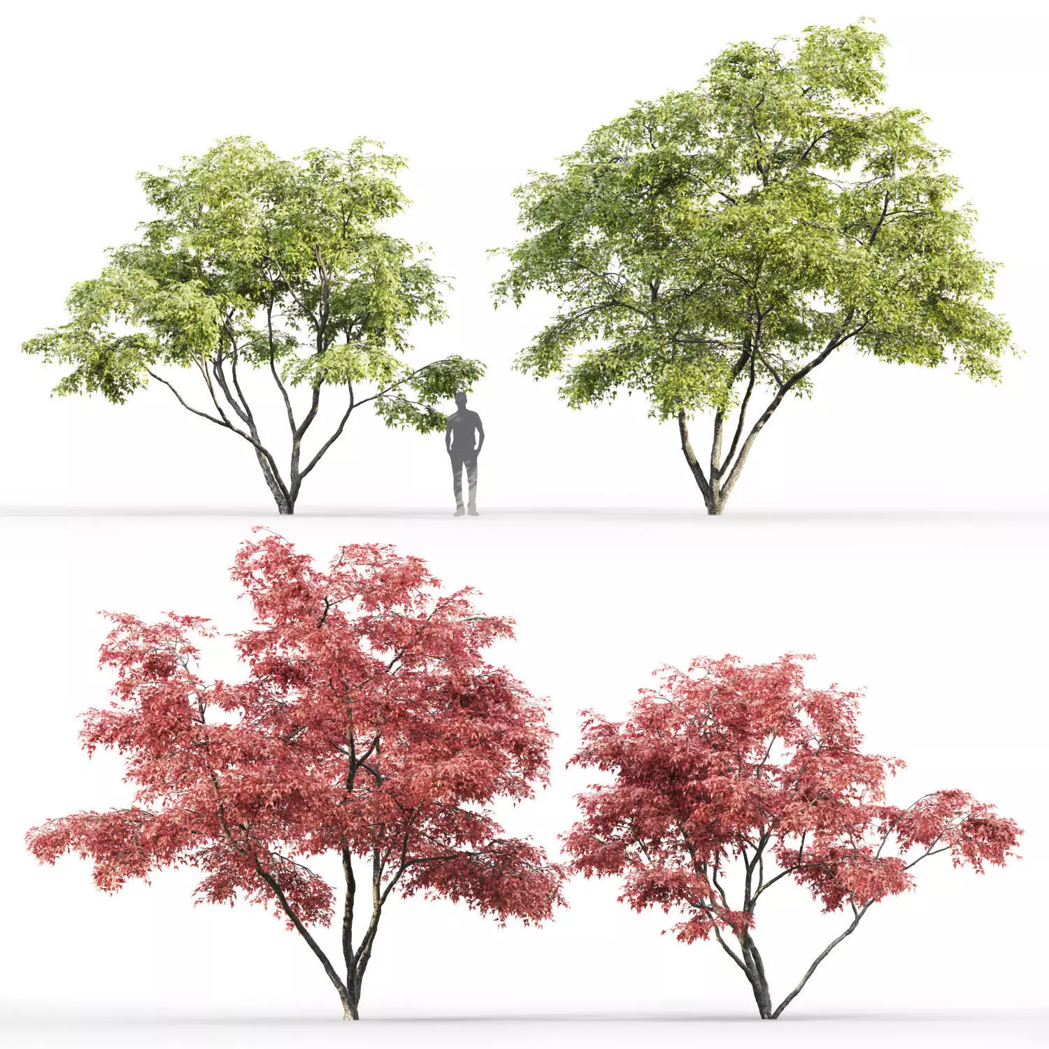 Acer Ginnala 02 3D model_0