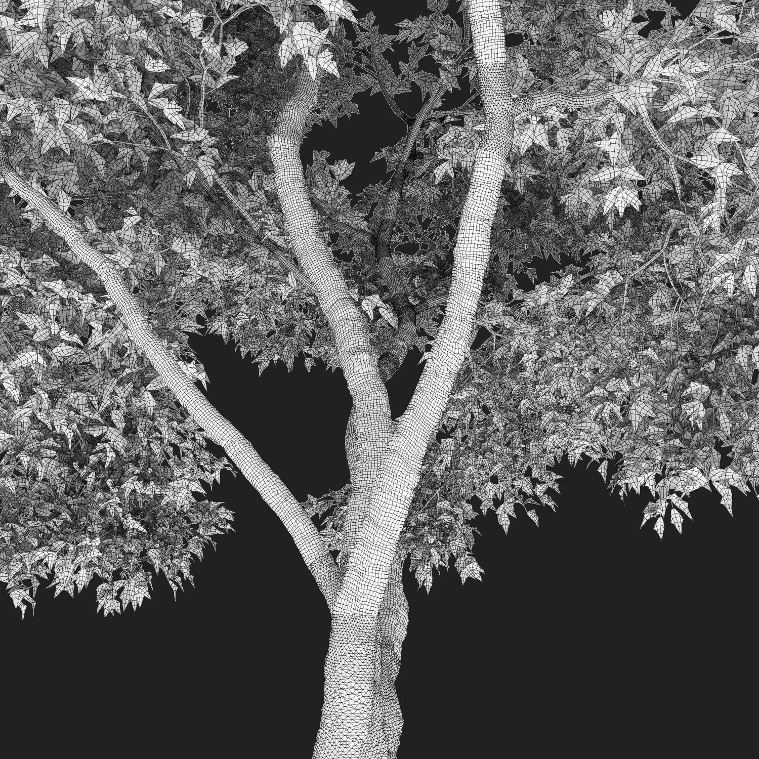 Acer Ginnala 02 3D model_3